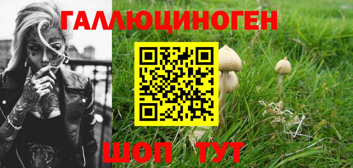 Нерюнгри  Галлюциногенные грибы Cubensis  Вход с VPN 